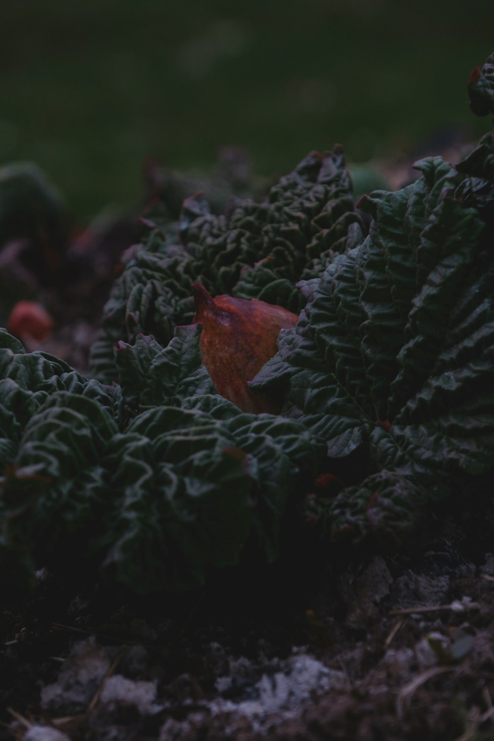 a close up of a leafy plant on the ground