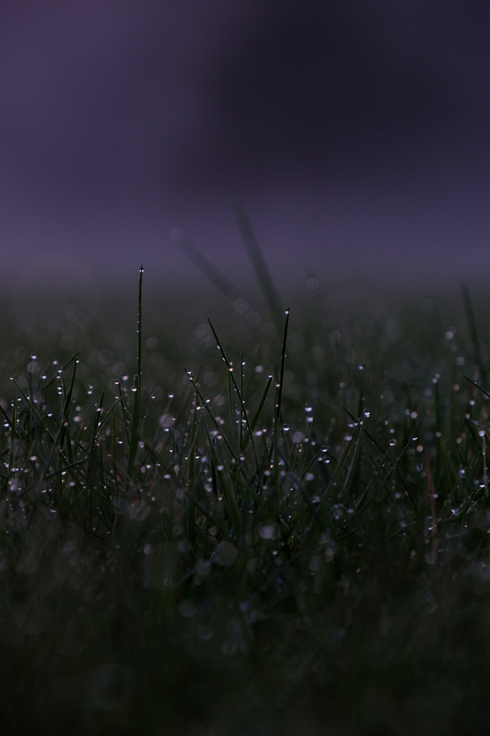 the grass is covered with water droplets on a foggy day