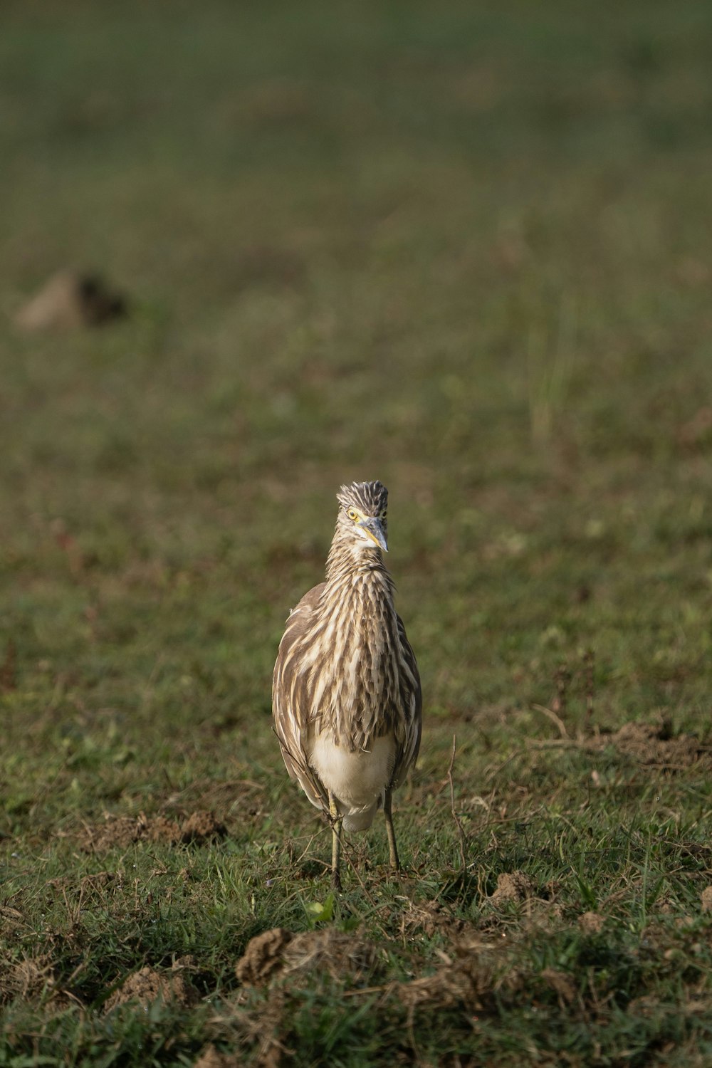 a bird is standing in a grassy field