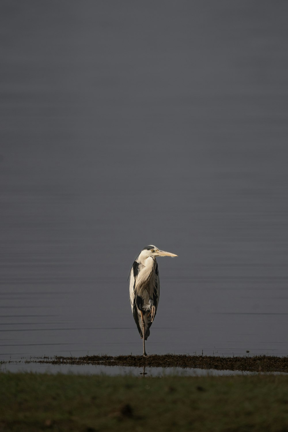 a large bird standing on top of a grass covered field