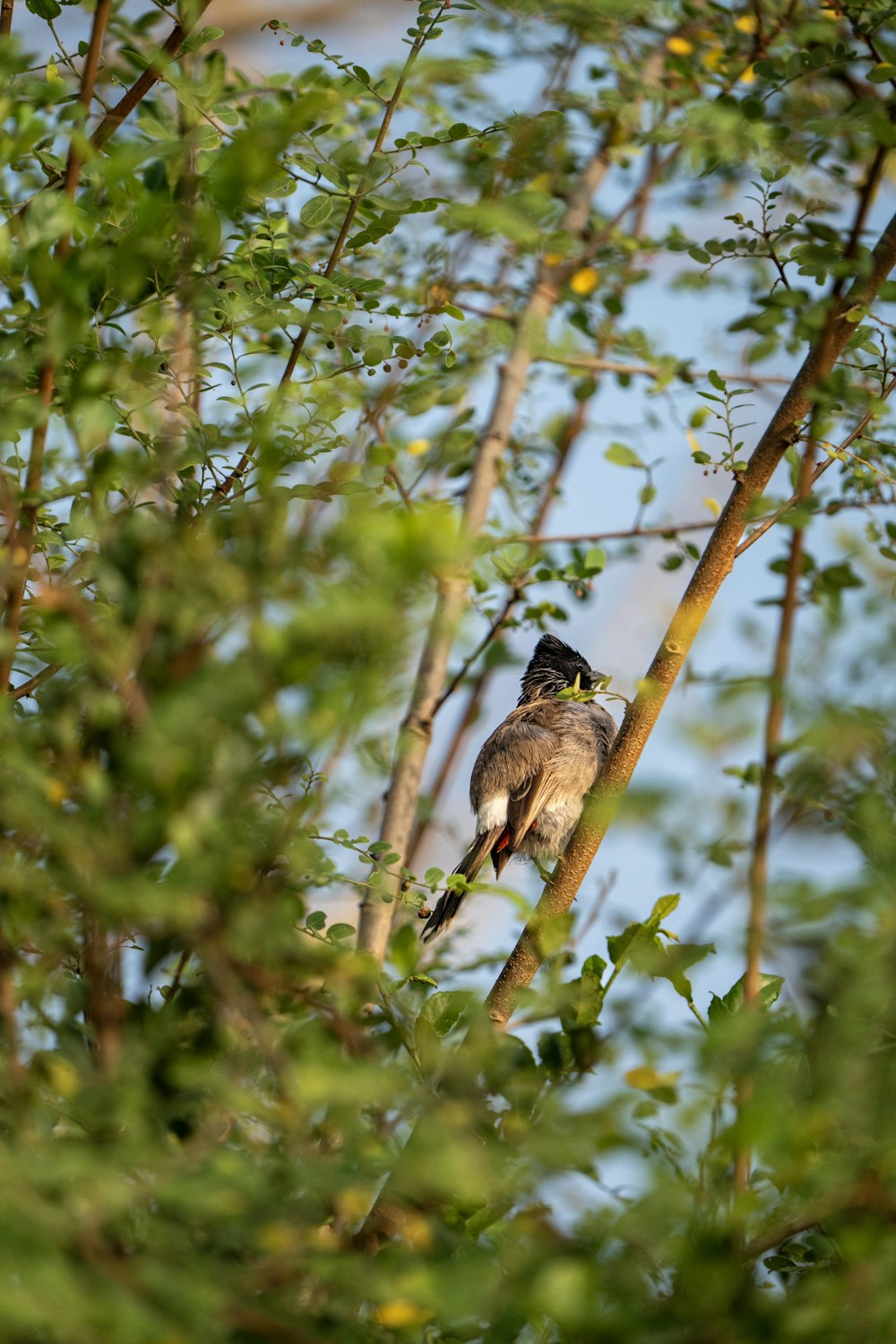 a bird perched on top of a tree branch