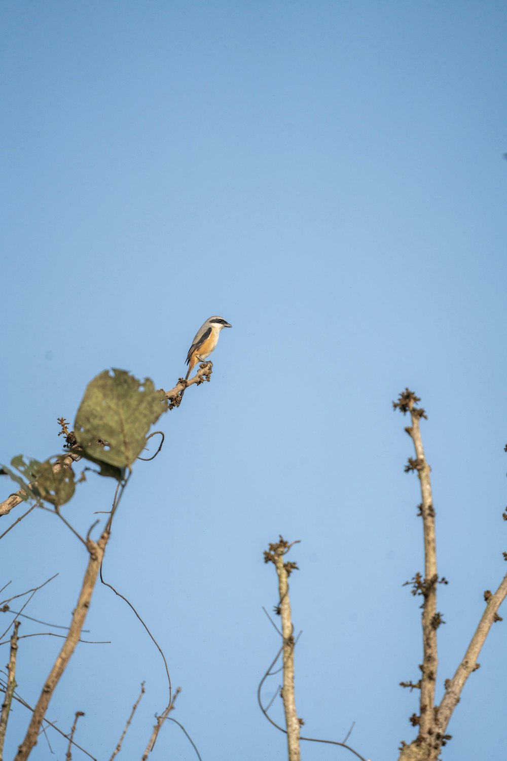 a bird perched on top of a tree branch