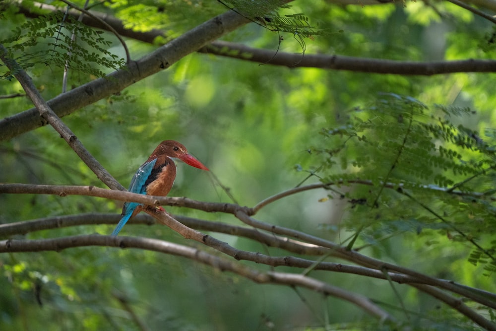 a colorful bird perched on a tree branch