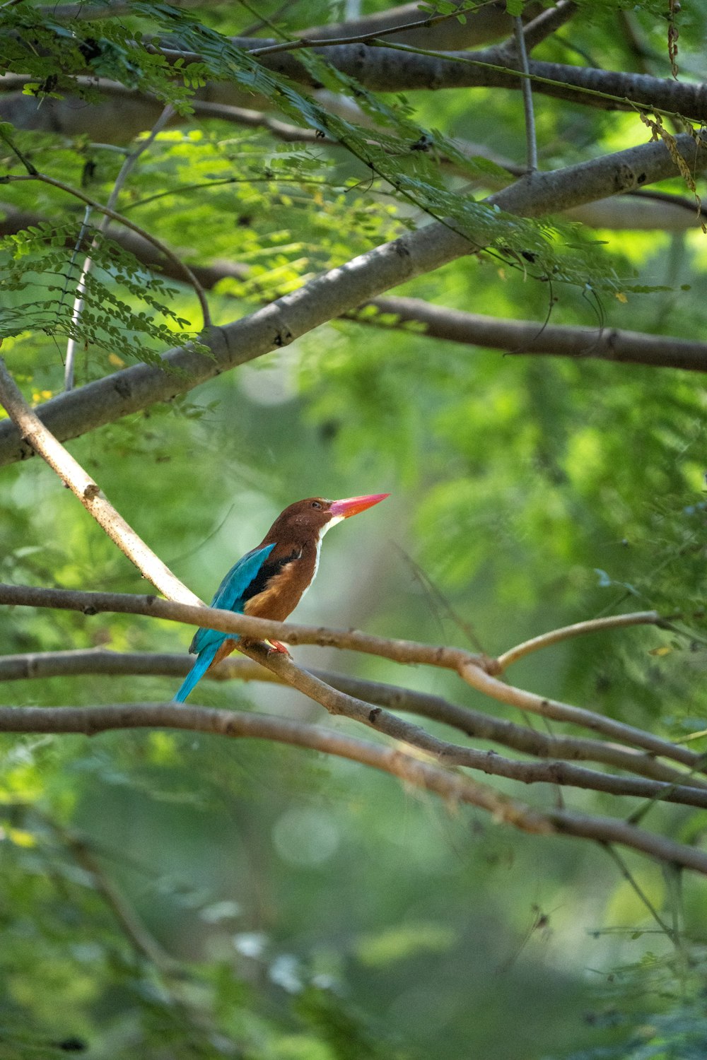 a bird sitting on a branch in a tree