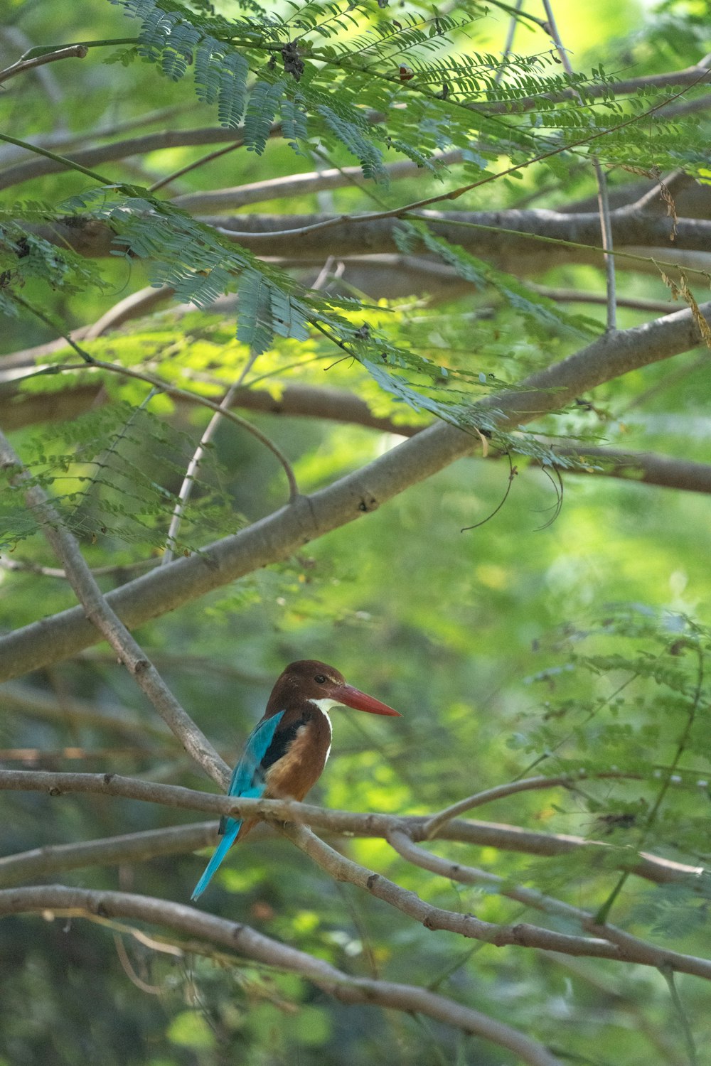 a colorful bird perched on a tree branch