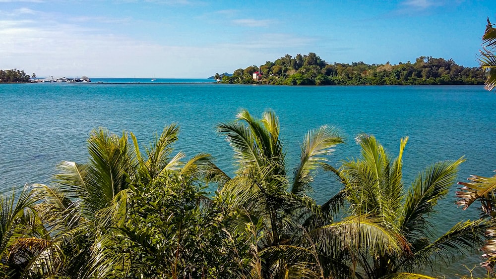 a large body of water surrounded by trees