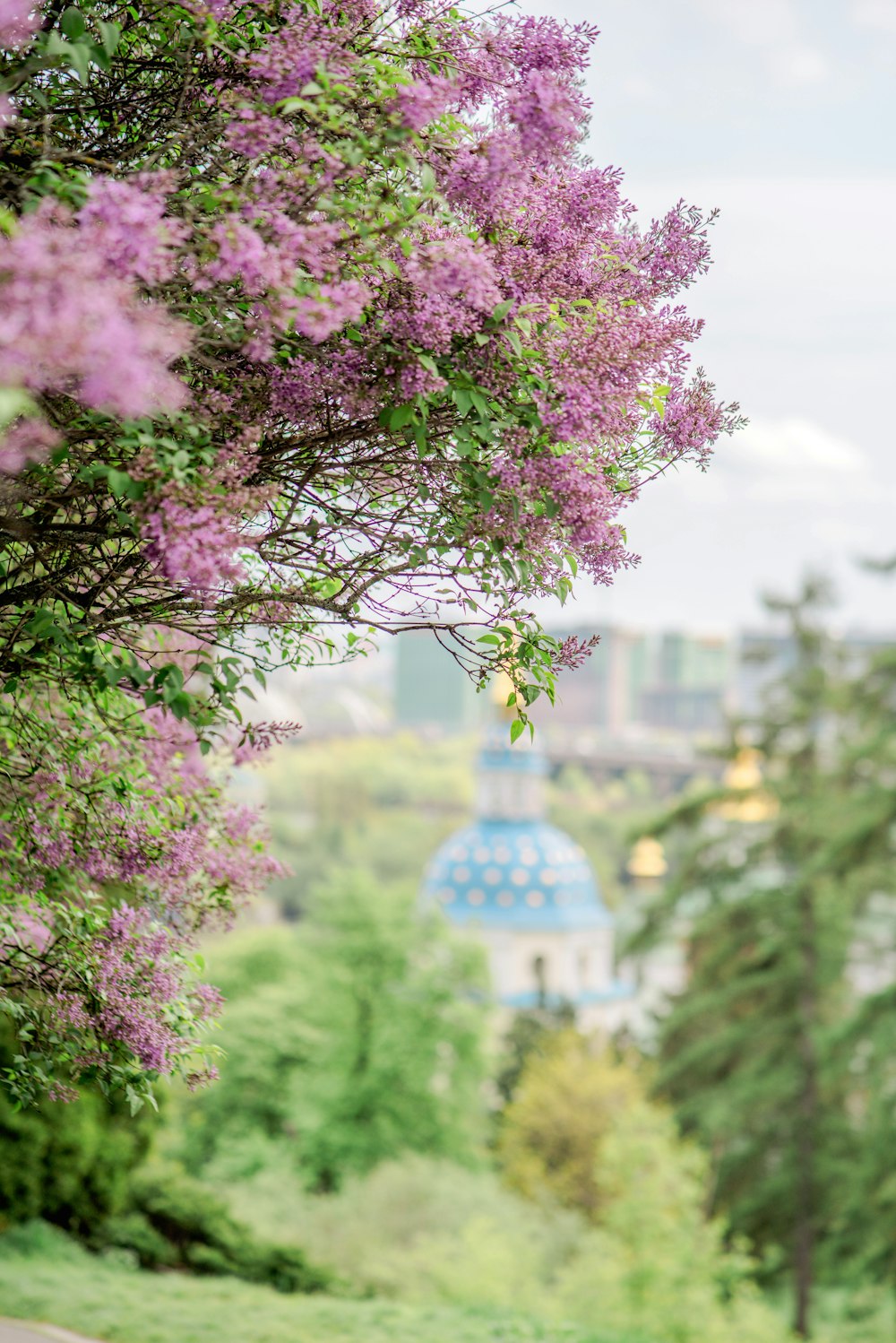 a bench sitting next to a tree filled with purple flowers