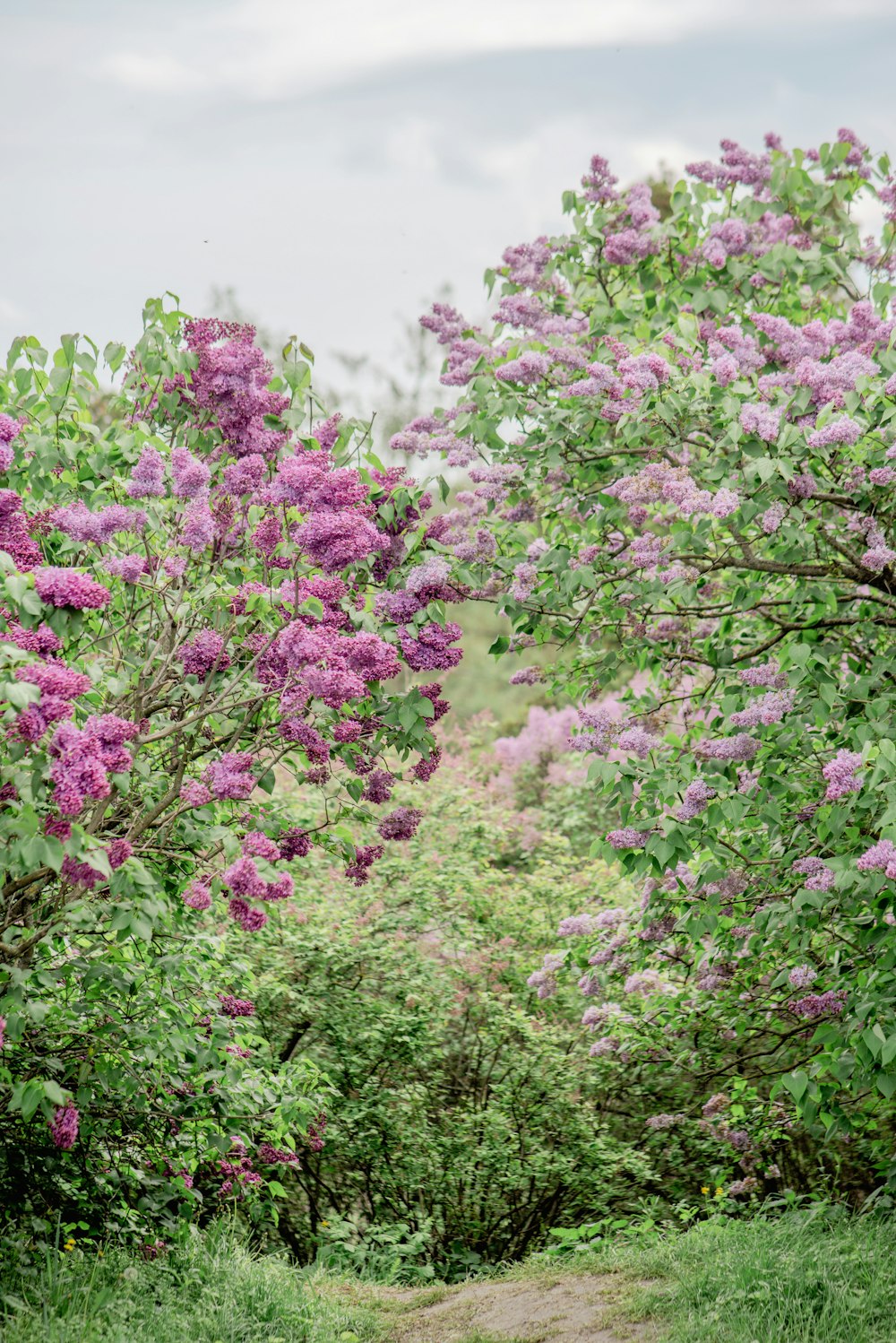 a dirt path surrounded by trees and purple flowers