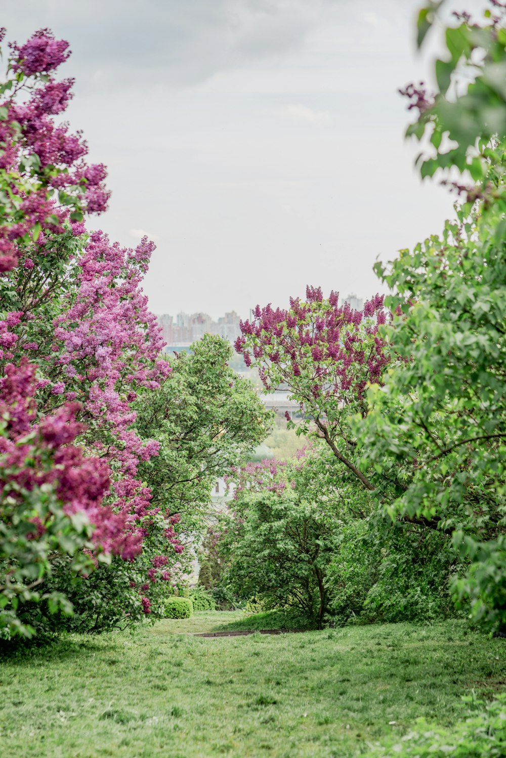 a lush green field filled with lots of purple flowers