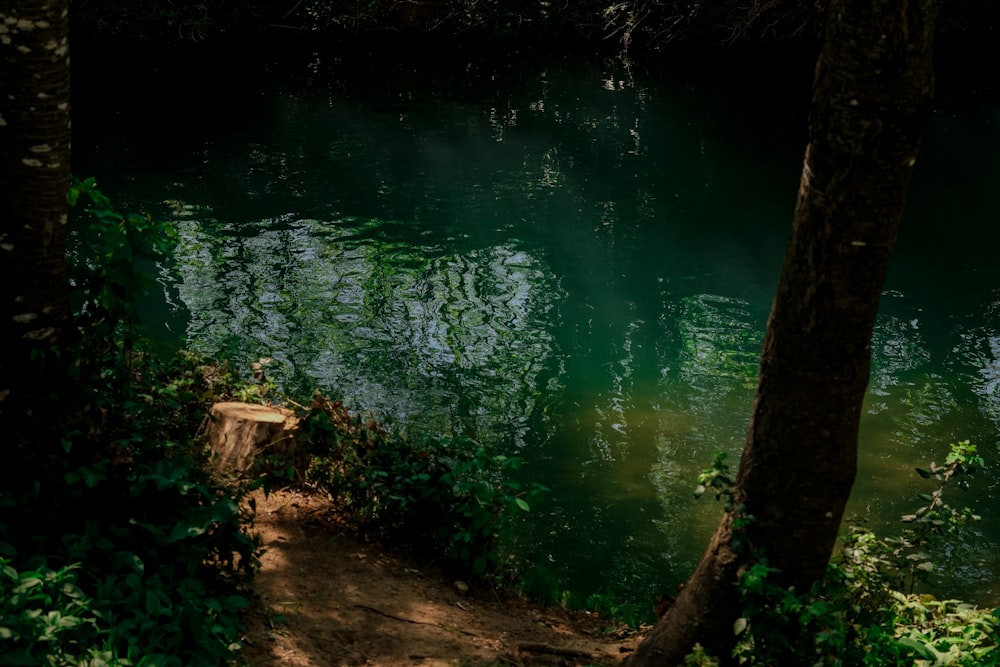 a body of water surrounded by trees and bushes