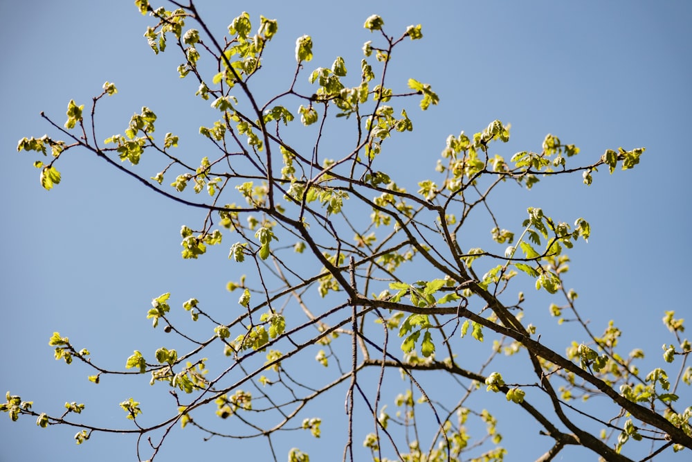 a tree branch with green leaves against a blue sky