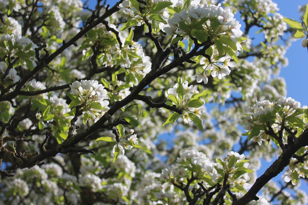 a tree with white flowers and green leaves