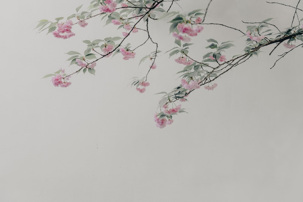 a tree branch with pink flowers on it