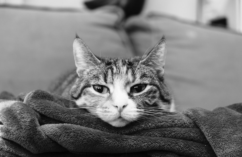 a black and white photo of a cat wrapped in a blanket
