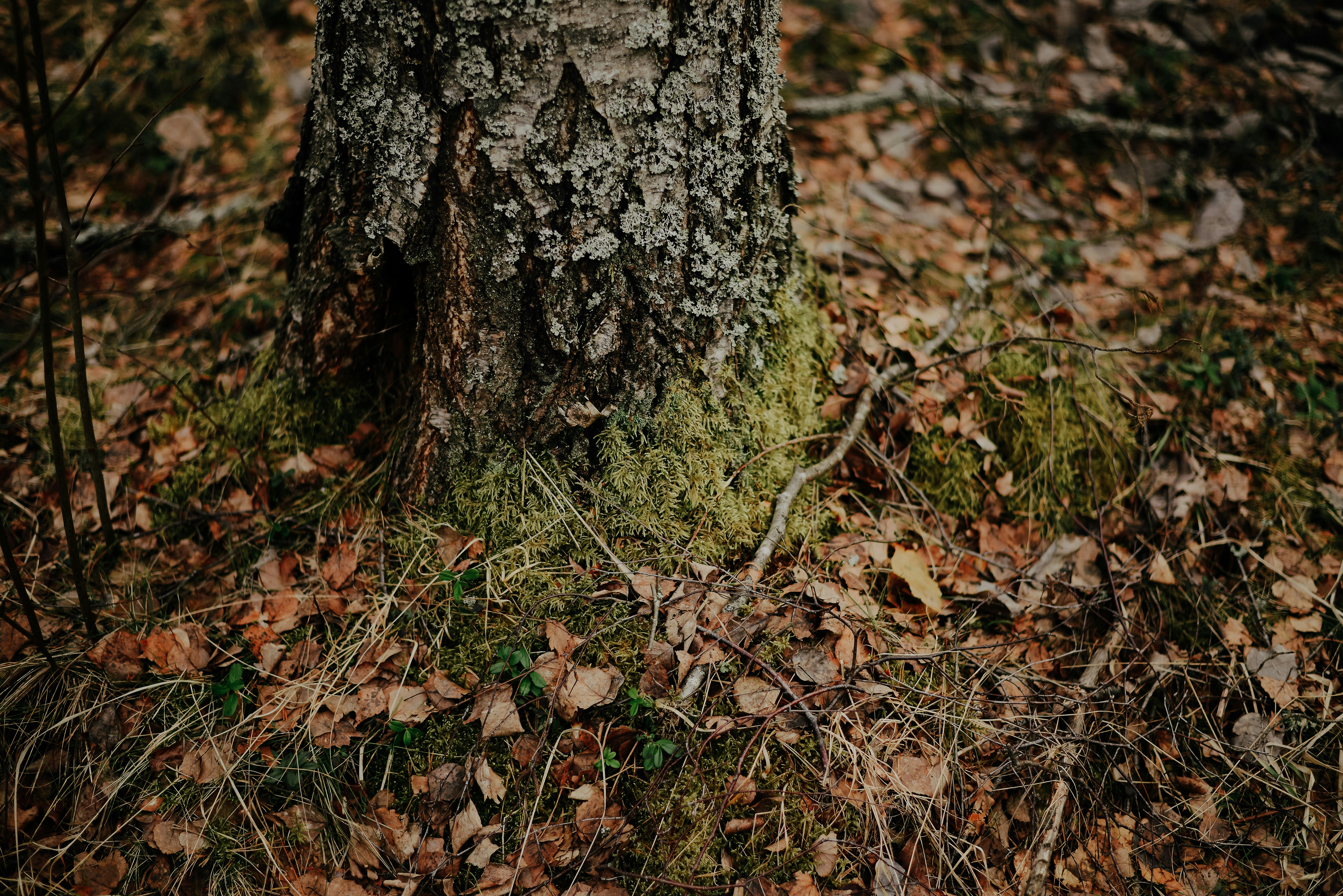 Photo by aleksandrazeberga