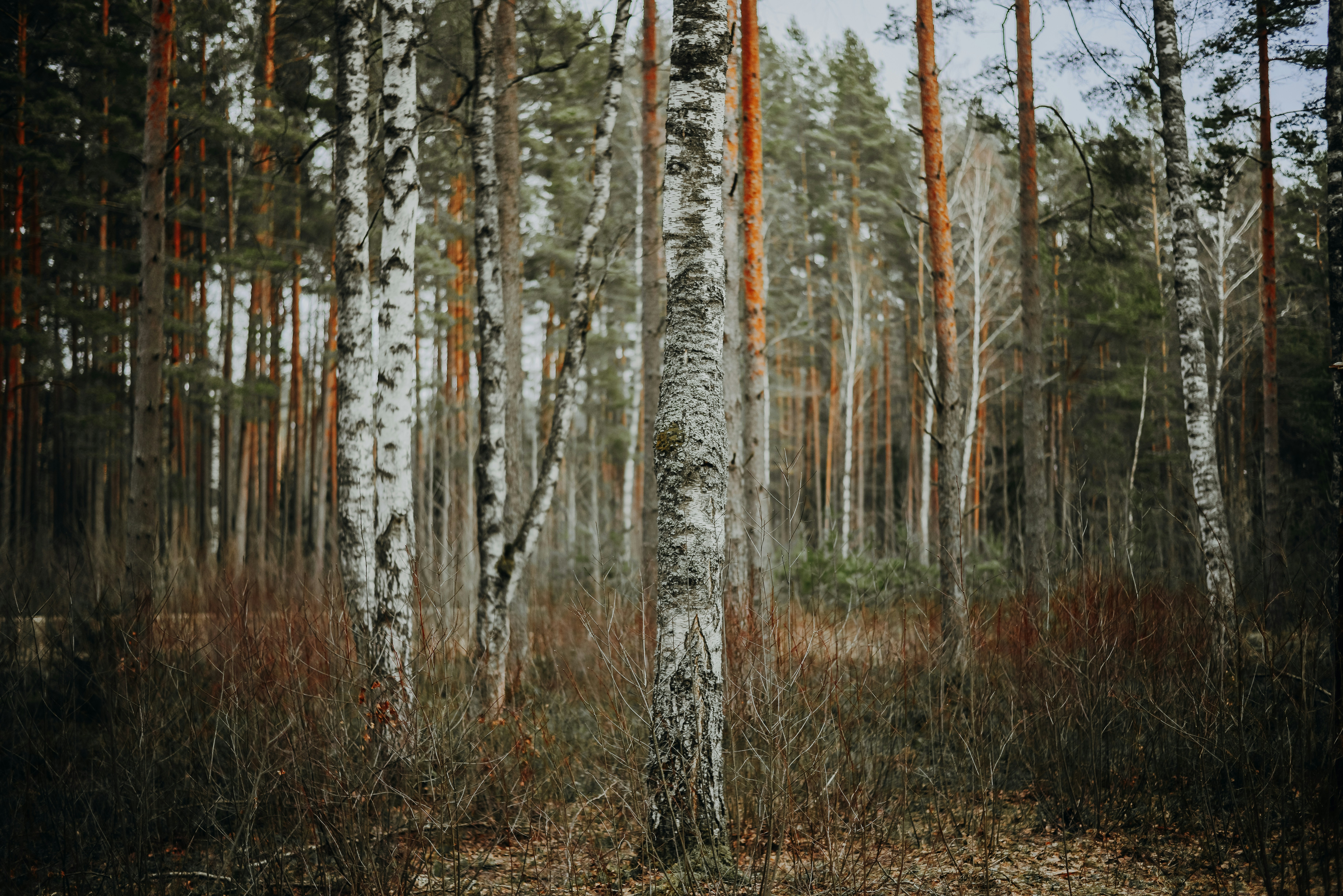 Photo by aleksandrazeberga