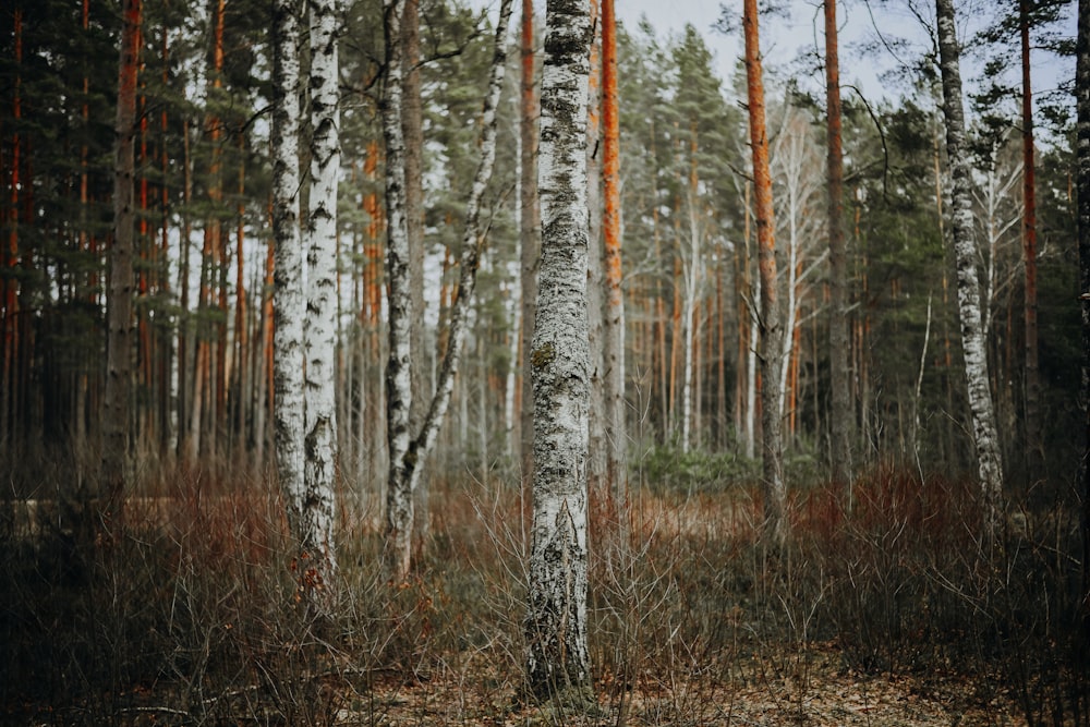 a forest filled with lots of tall trees