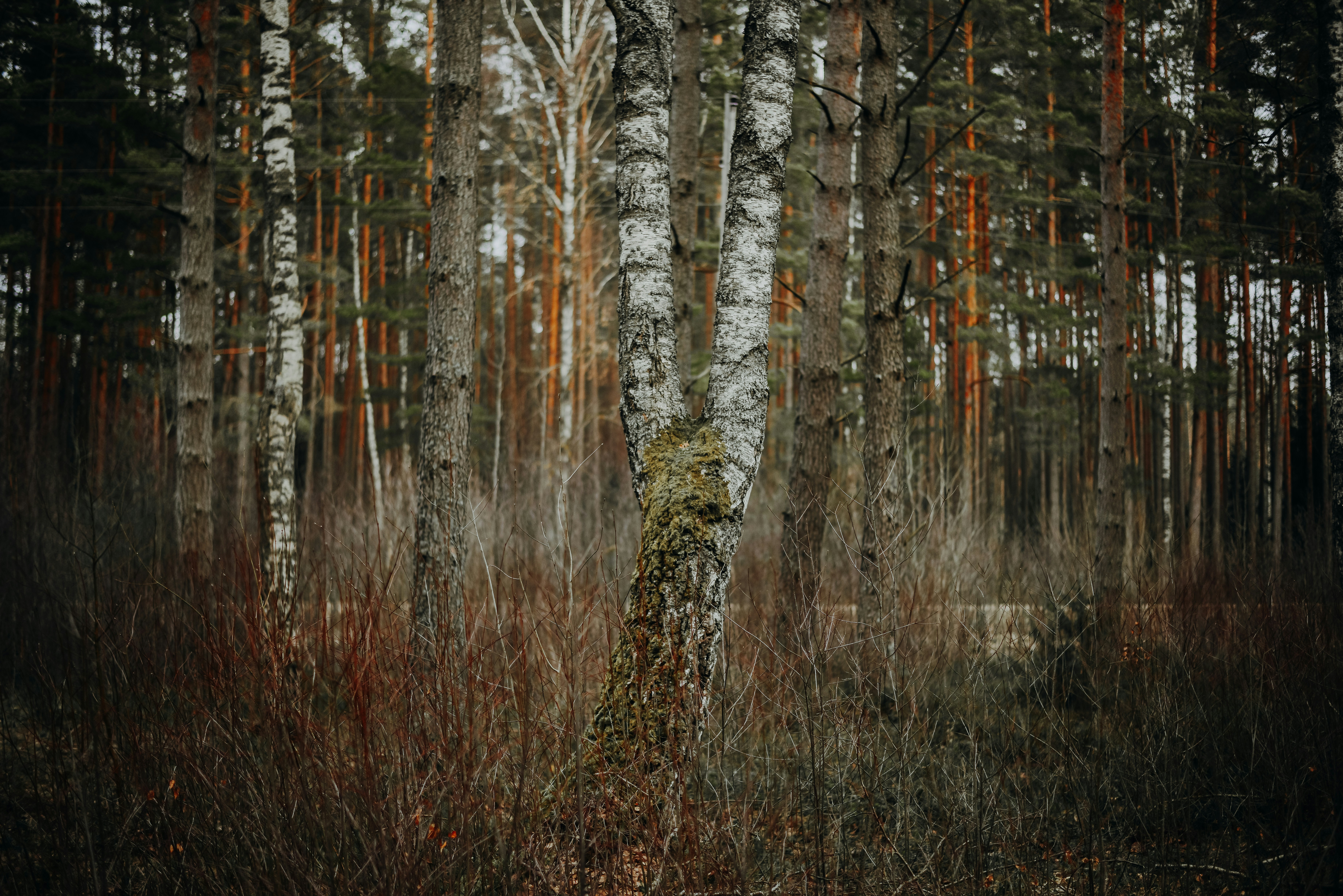 Photo by aleksandrazeberga