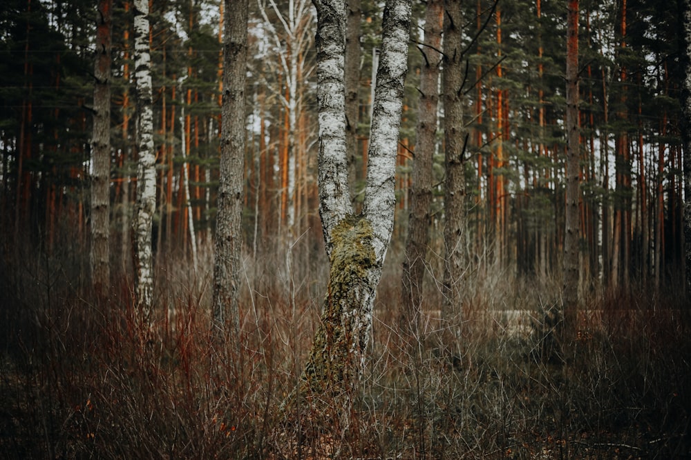 uma floresta cheia de árvores altas