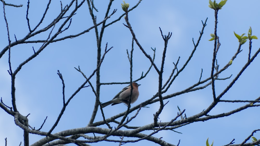 a couple of birds sitting on top of a tree