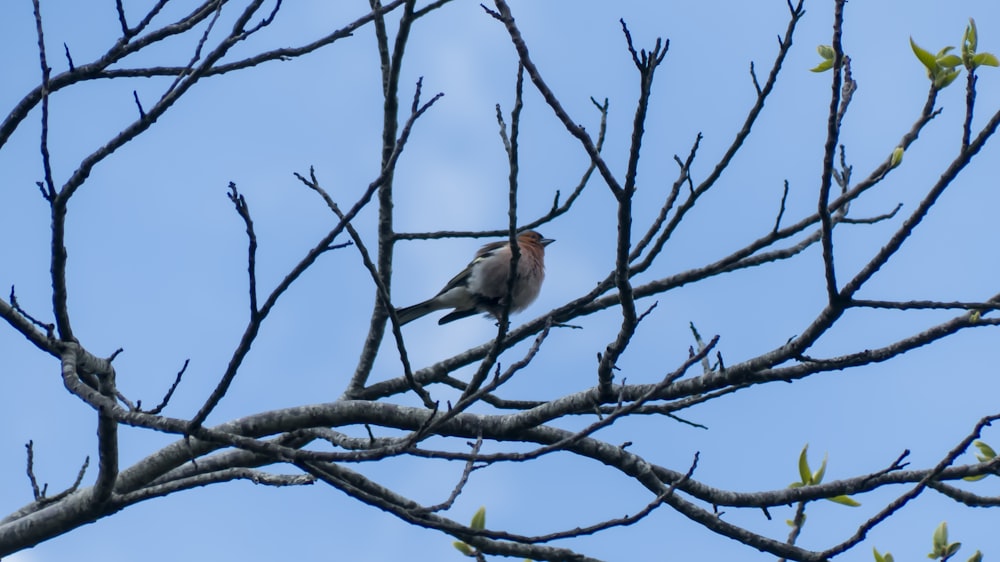 a couple of birds sitting on top of a tree branch