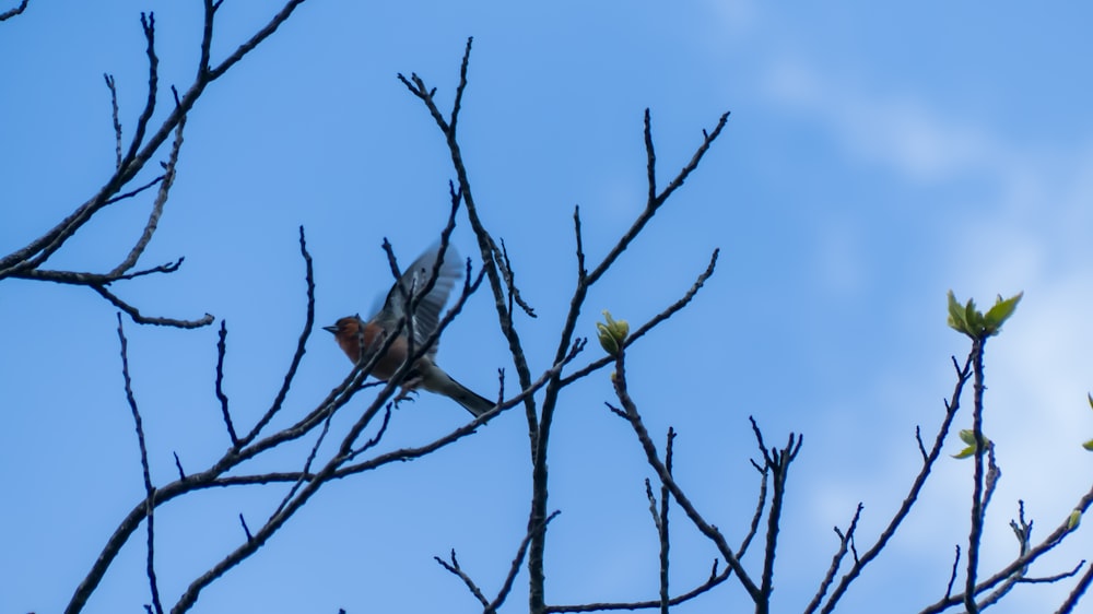 a bird sitting on top of a tree branch