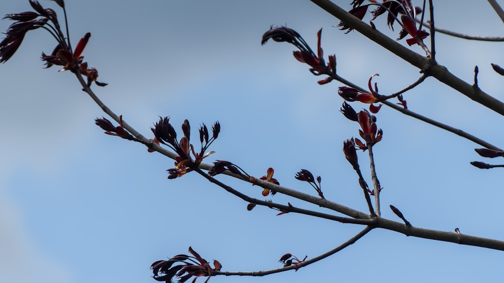 a tree branch with a bunch of flowers on it