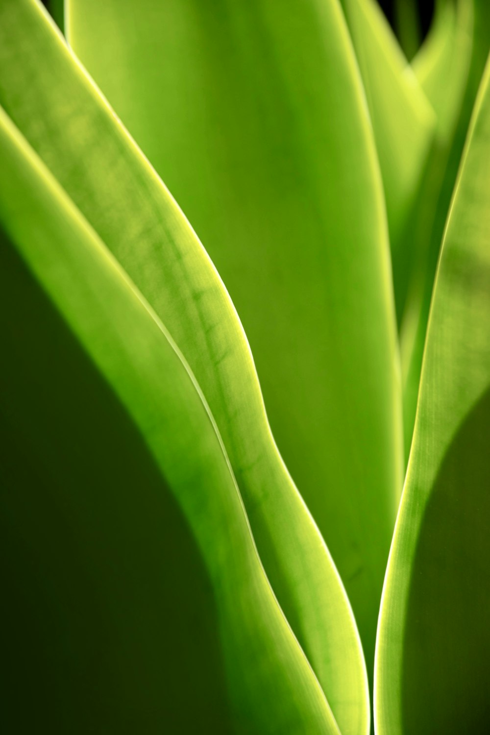 a close up of a green plant with very thin leaves
