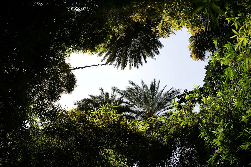 a view of the sky through some trees