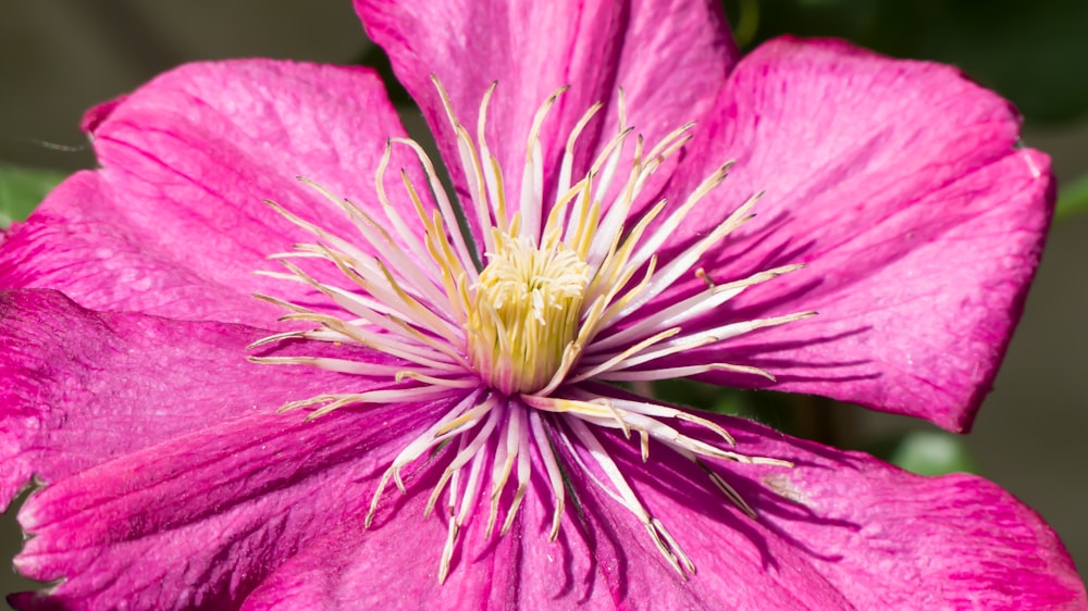 a close up of a pink flower with green leaves