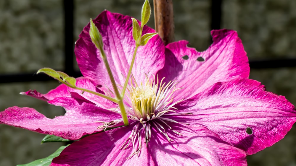 a large pink flower with green leaves on it