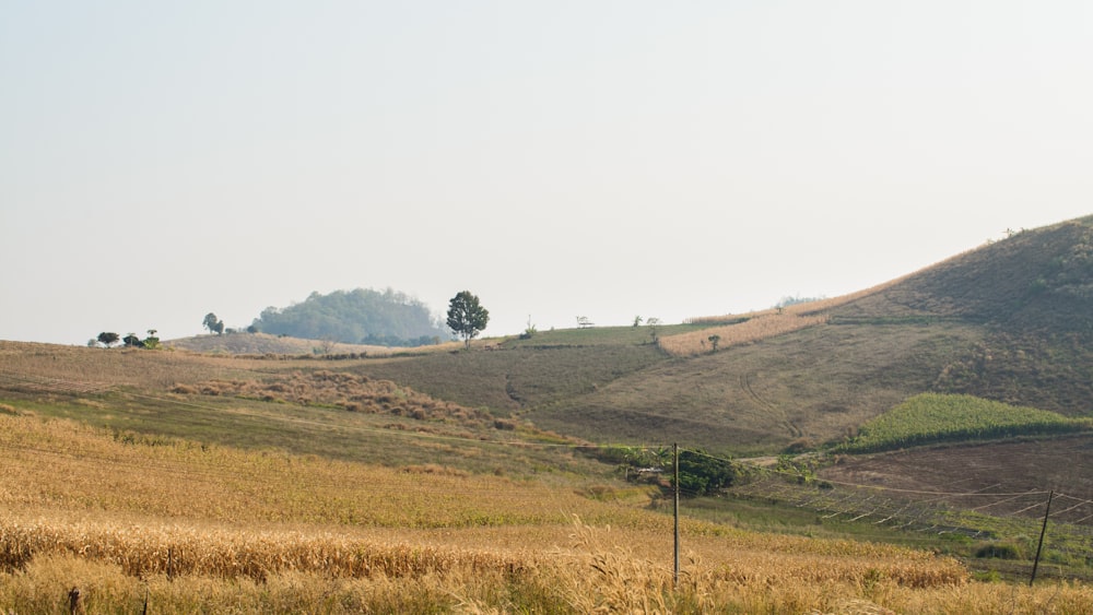 a field of grass with a hill in the background