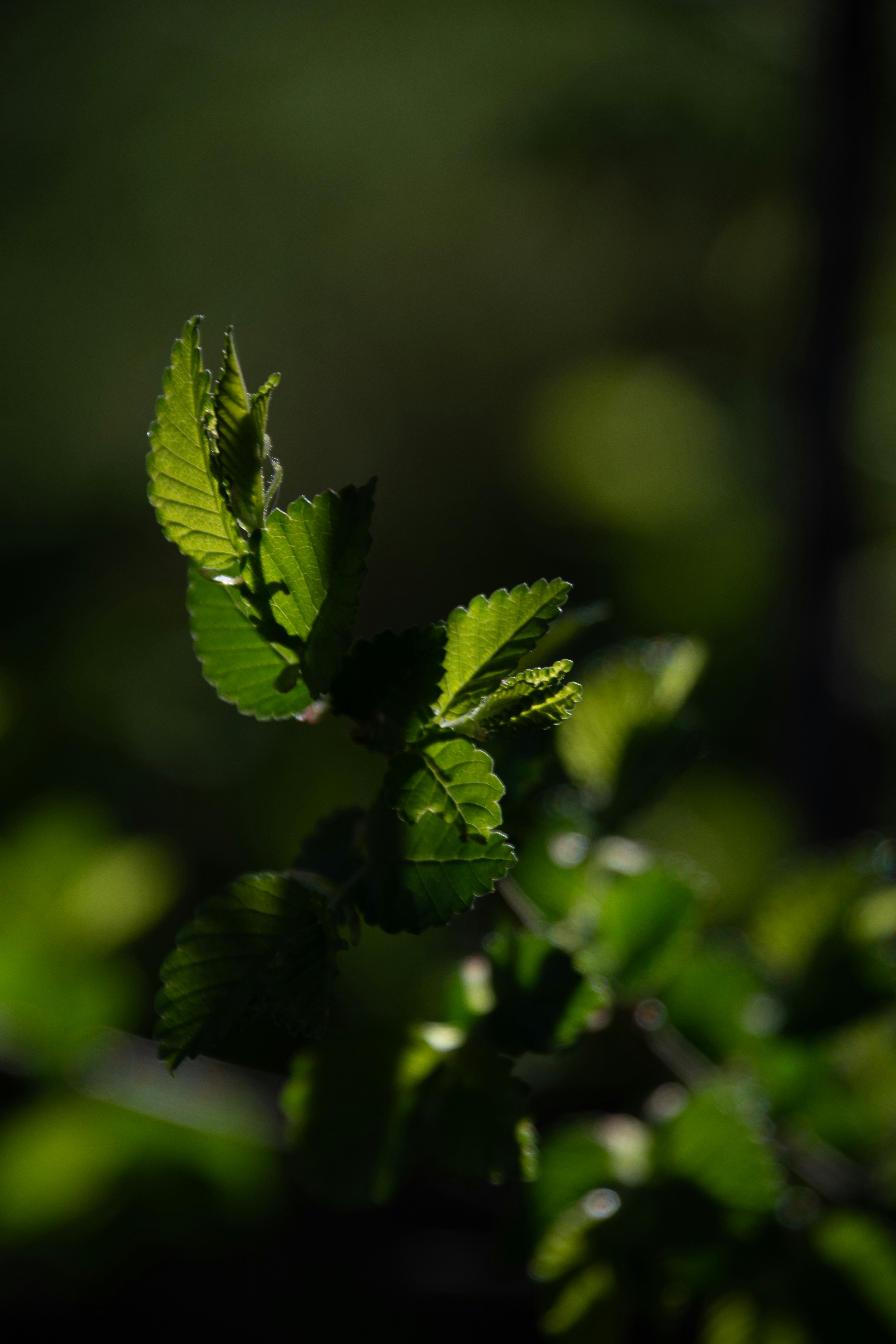 Photo by attaliehart