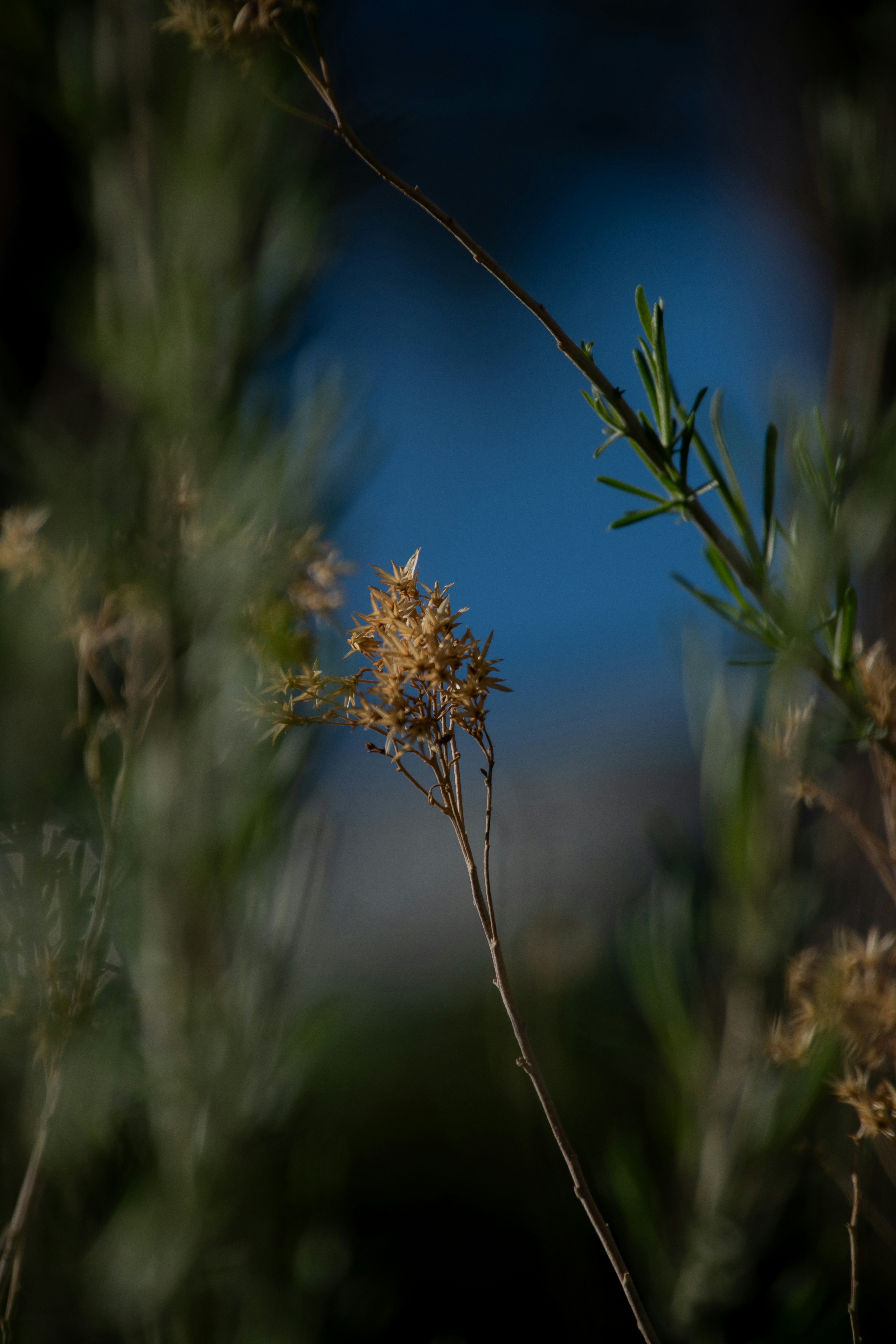 Photo by attaliehart