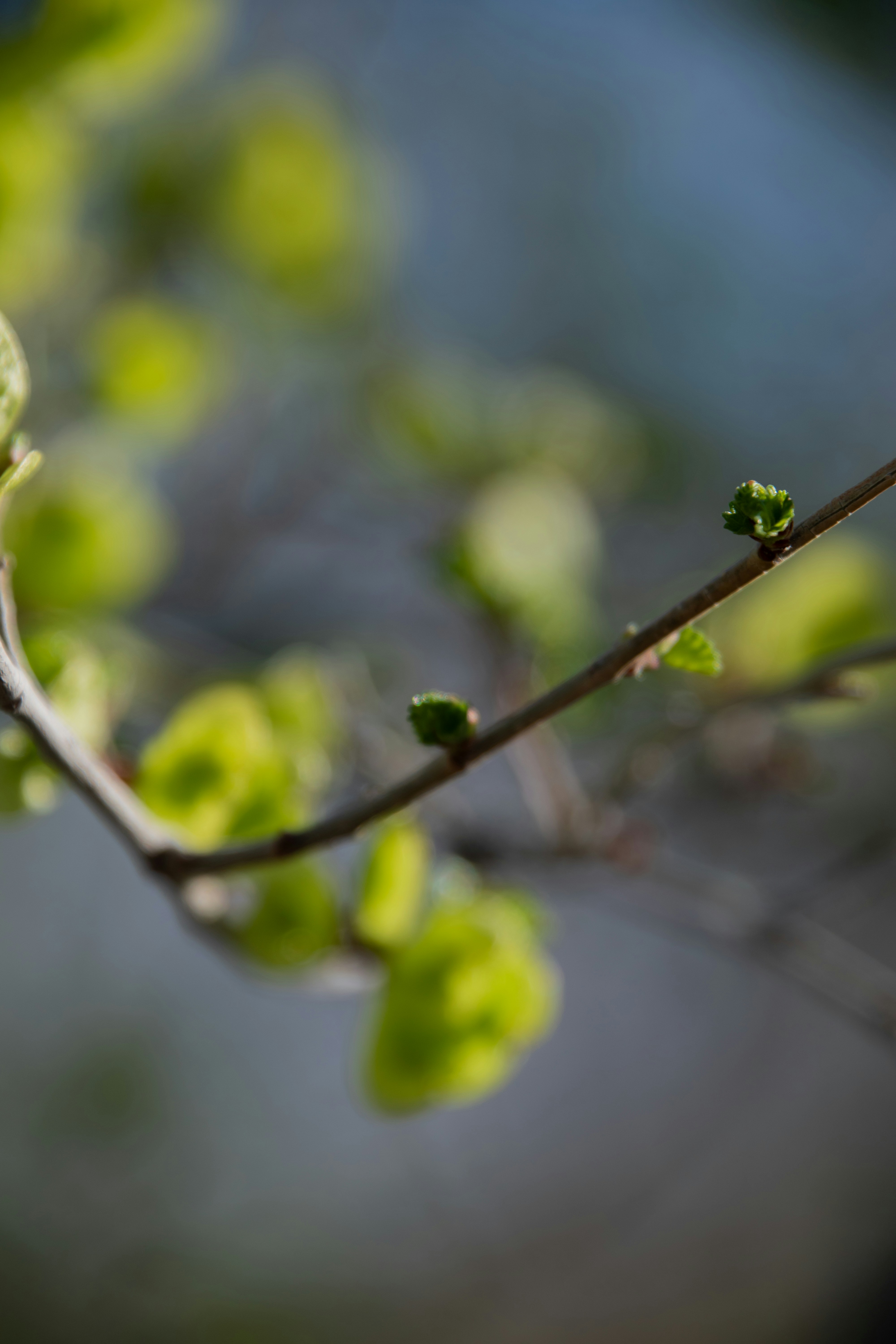 Photo by attaliehart