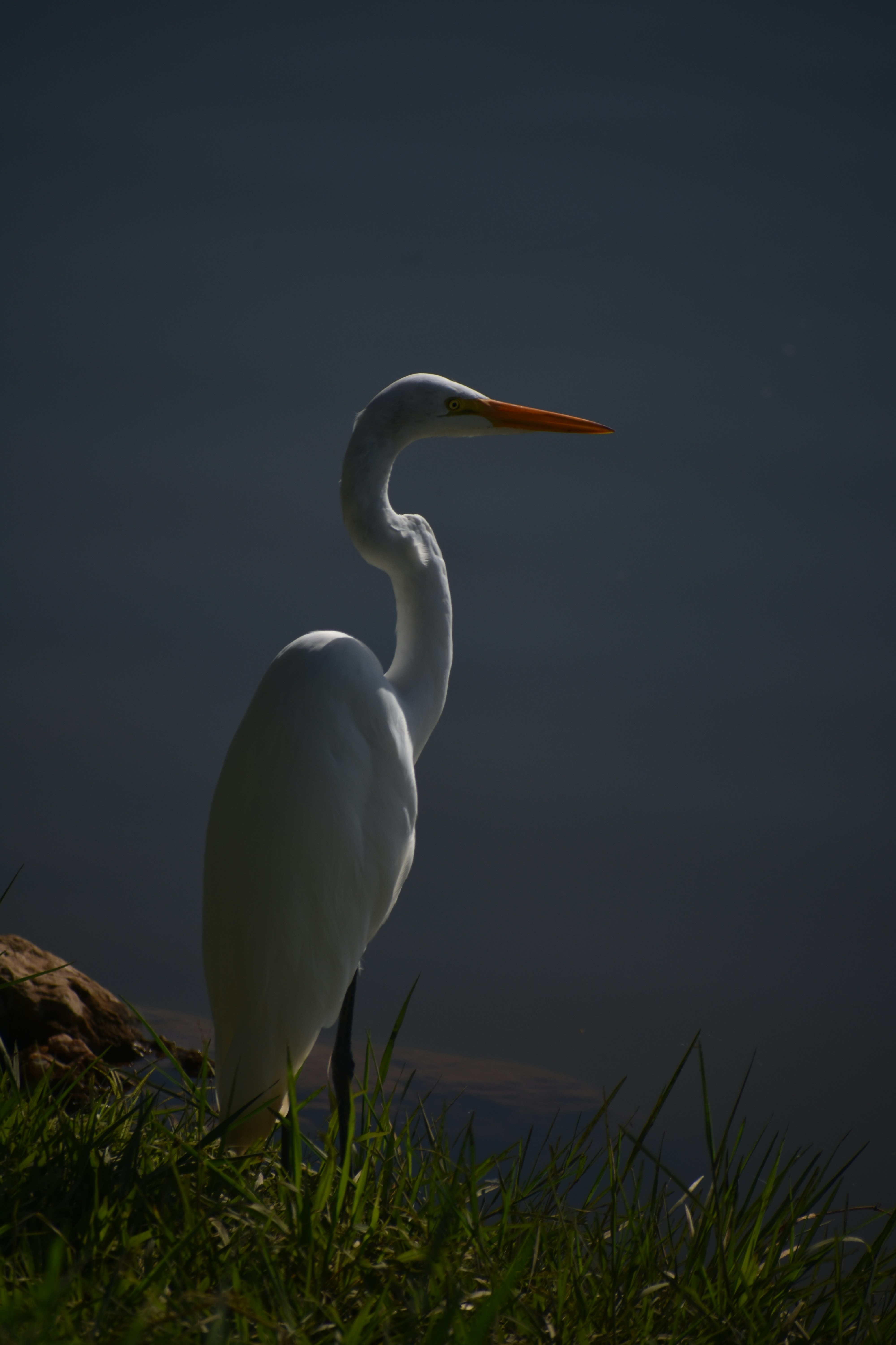 Photo by matheus_oliveira