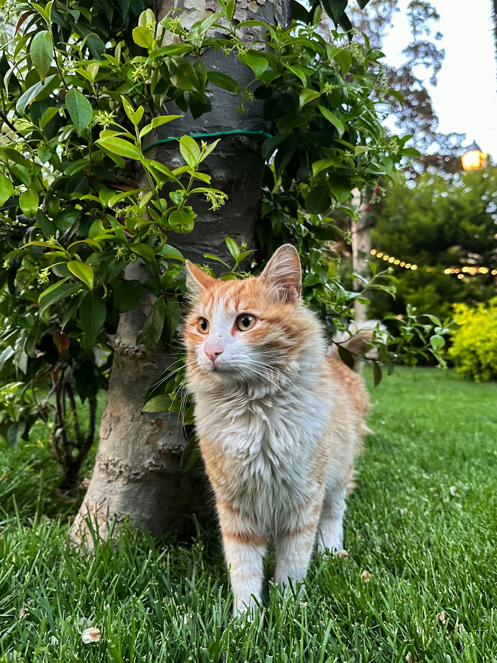 an orange and white cat standing next to a tree