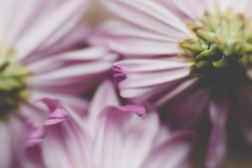 a close up of a bunch of pink flowers