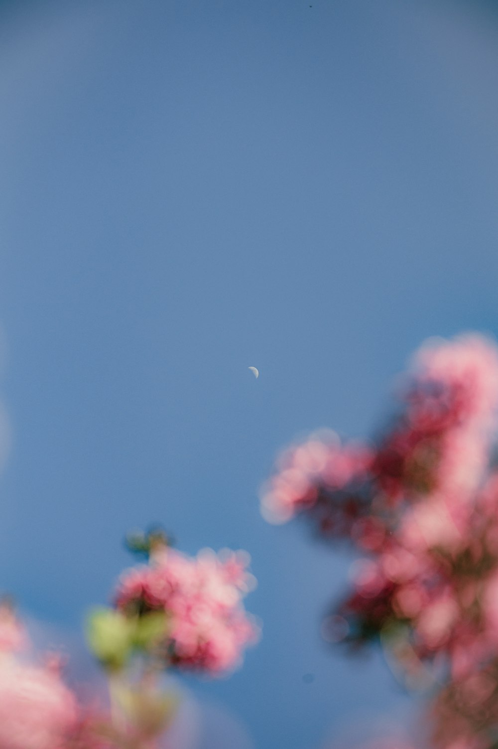 a blurry photo of pink flowers against a blue sky