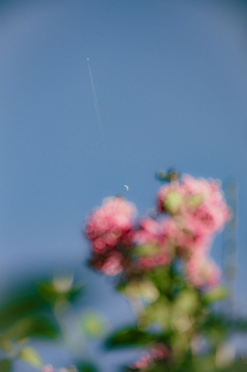 a blurry photo of pink flowers with a jet in the background