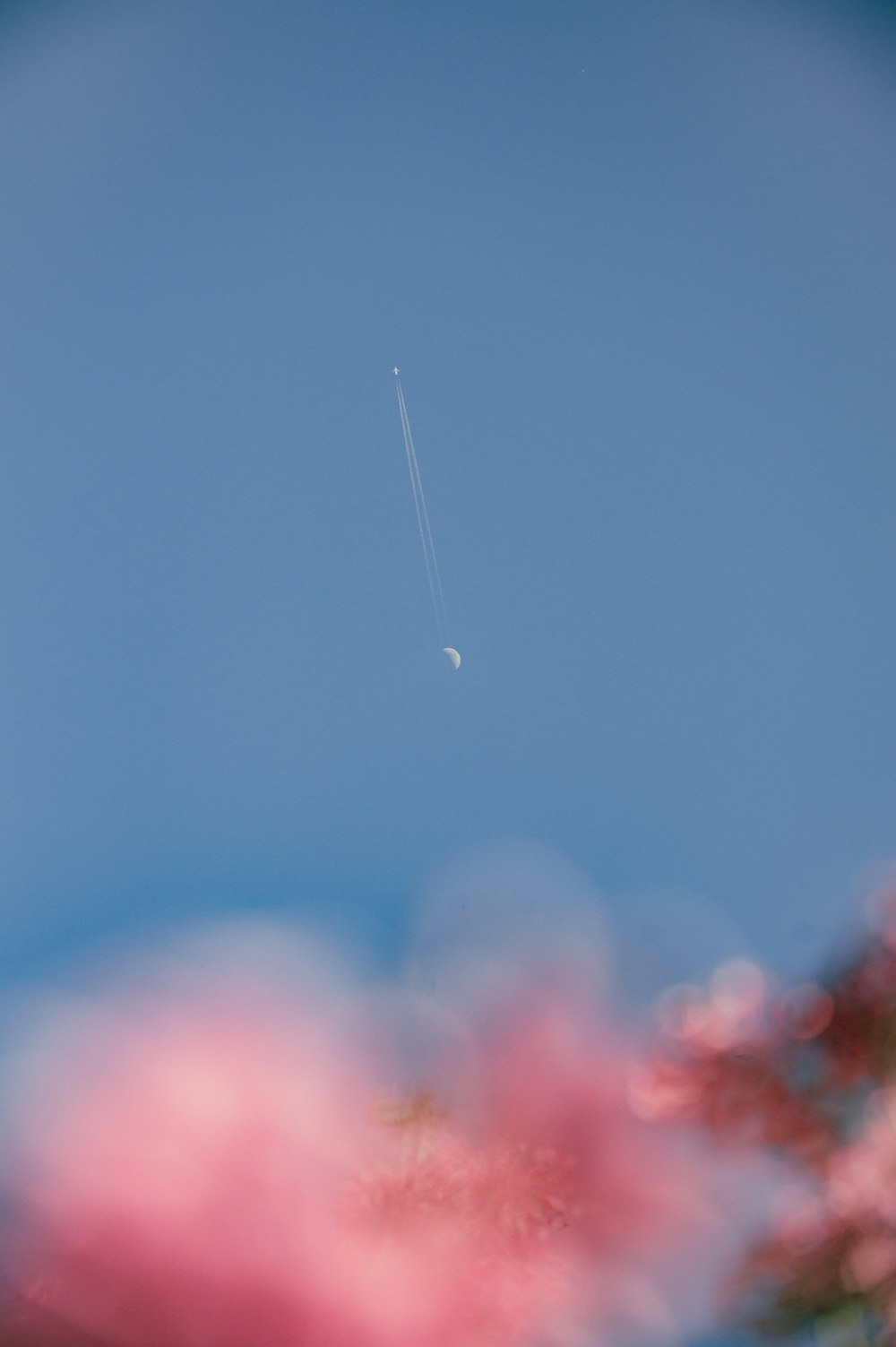 a plane flying in the sky over a tree