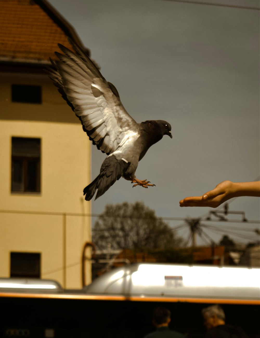 a bird flying over a person's hand with a building in the background