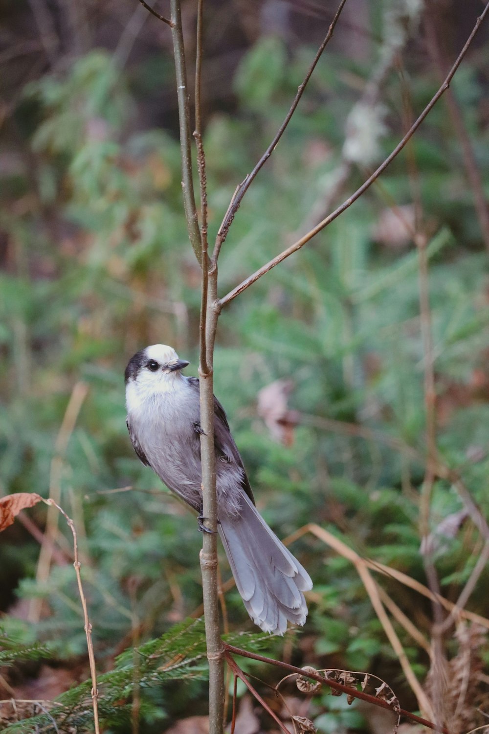 a small bird perched on top of a tree branch