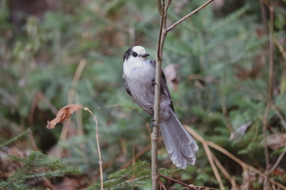 a small bird perched on top of a tree branch