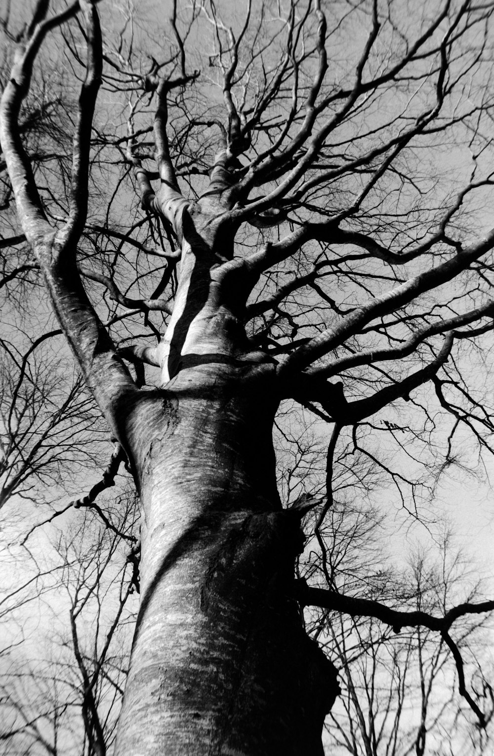 a black and white photo of a tree with no leaves