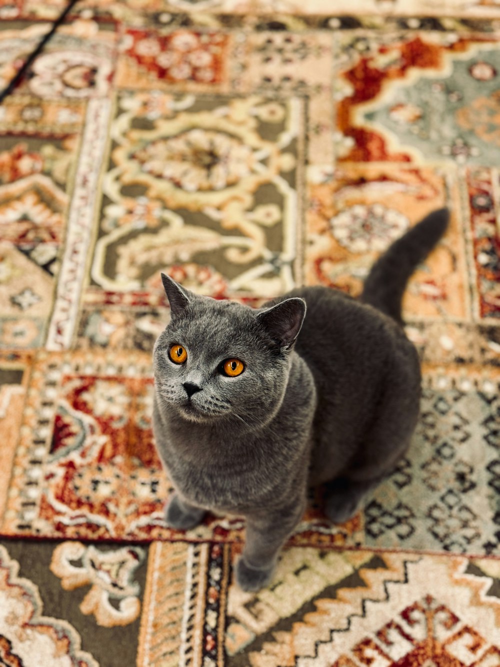 a gray cat sitting on top of a rug