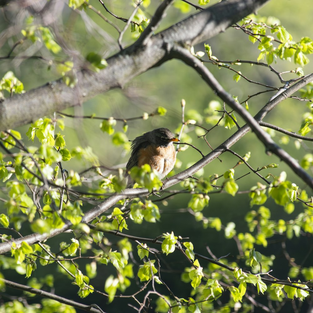 a small bird perched on top of a tree branch