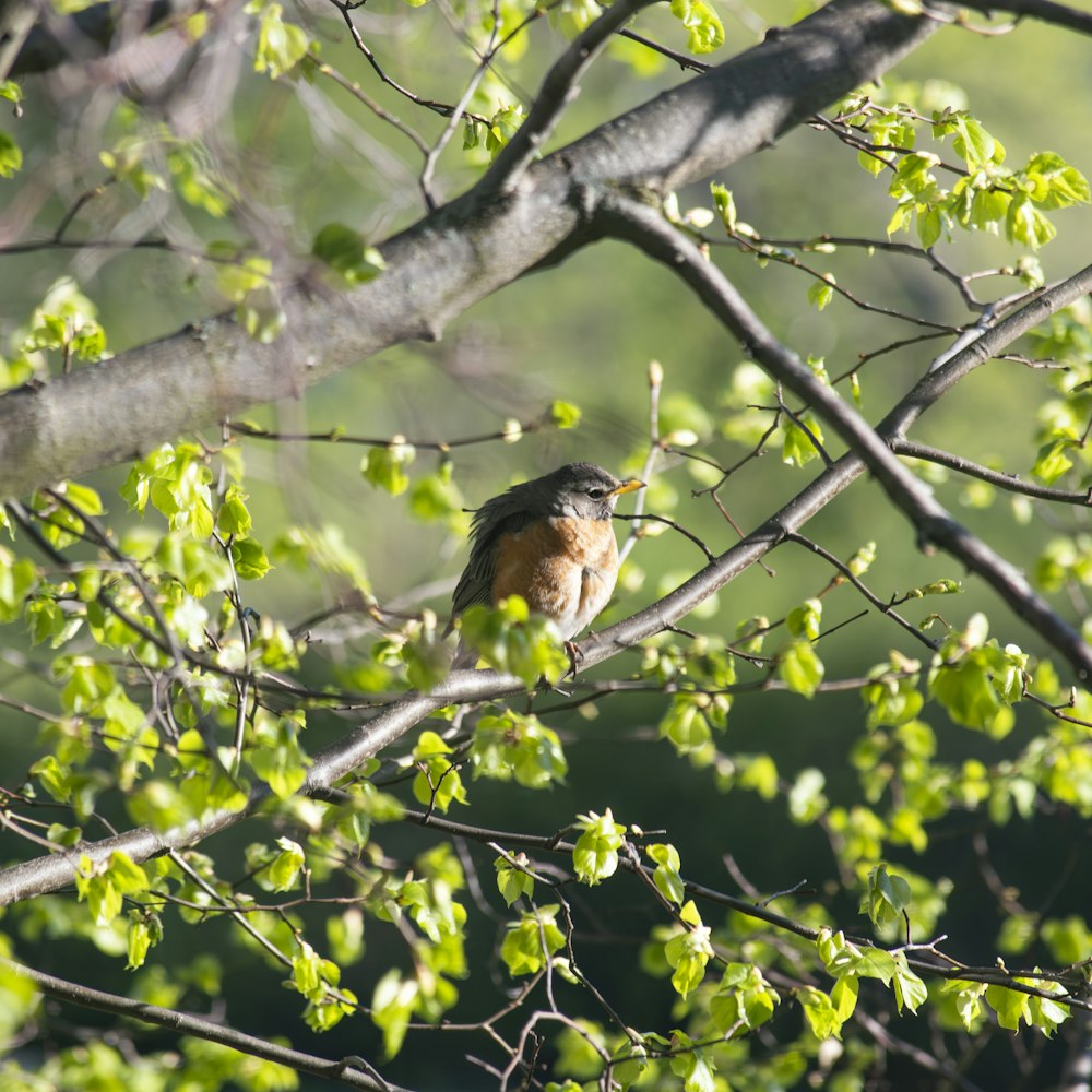 a small bird perched on top of a tree branch