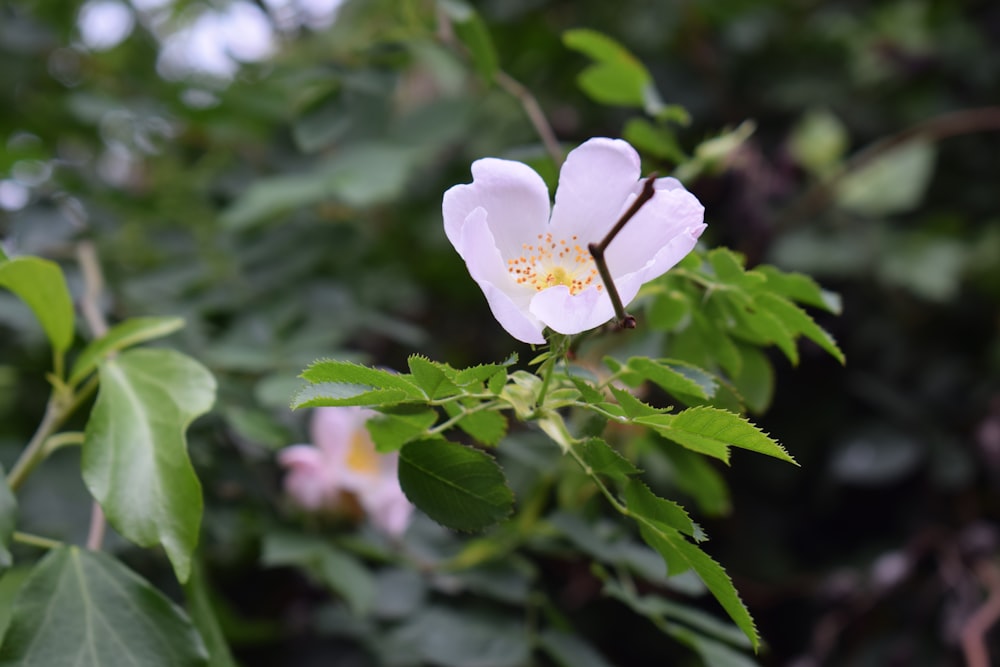 a close up of a flower on a tree