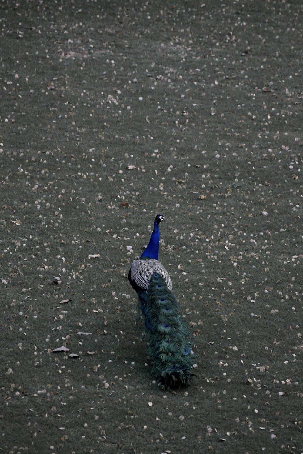 a blue and white bird with a long tail